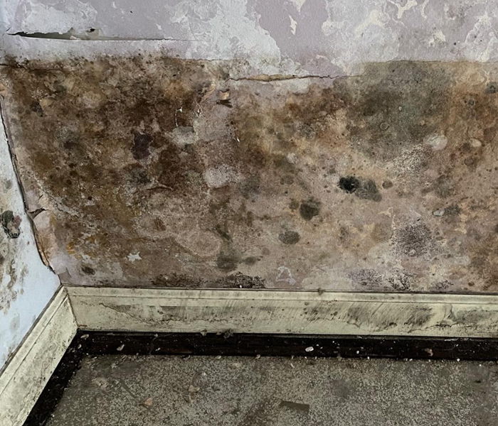 Mold growing on a wall at a commercial property